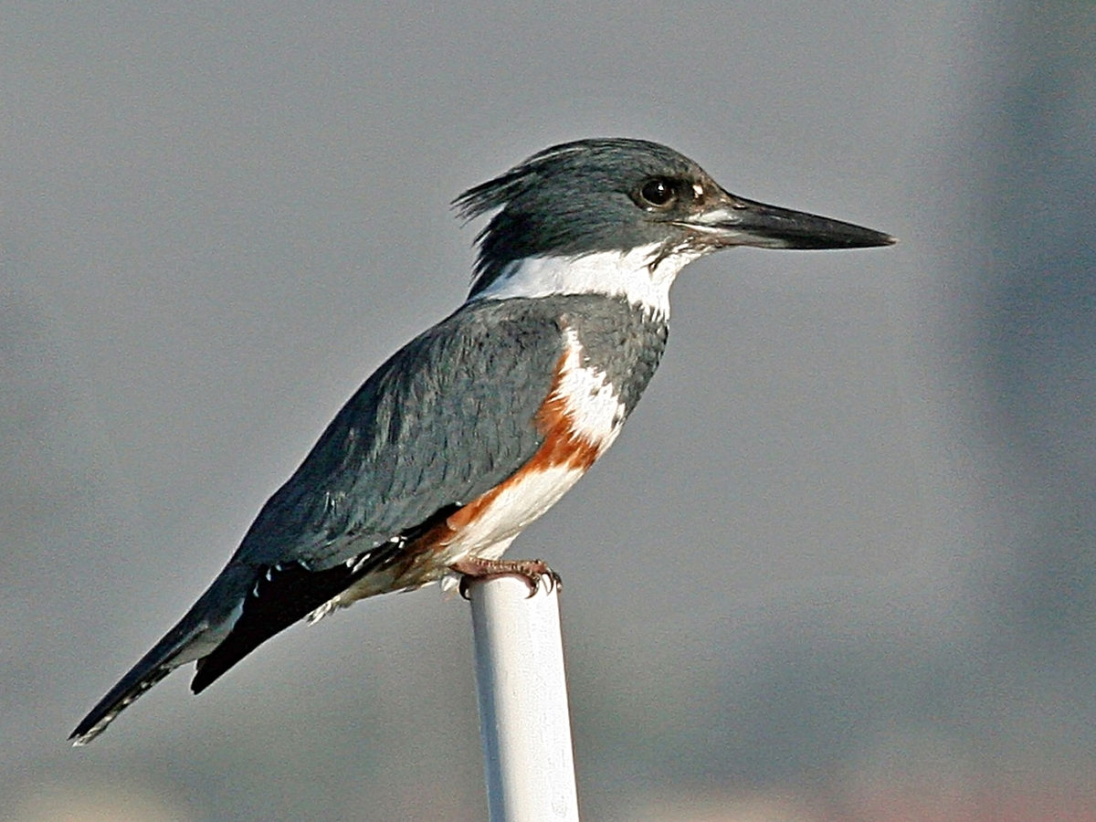 How can you protect birds in America like the Kingfisher?