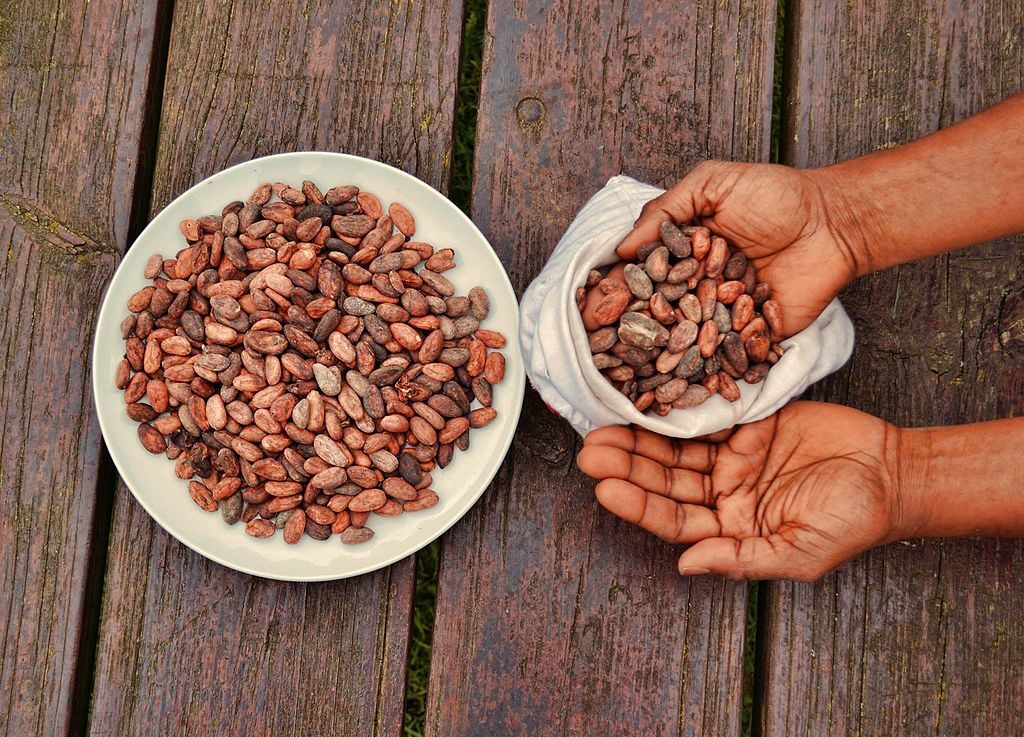 Crio Bru is made from cacao, and you should be paying attention to its benefits